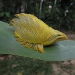 A rare flannel moth found in Peru rainforest